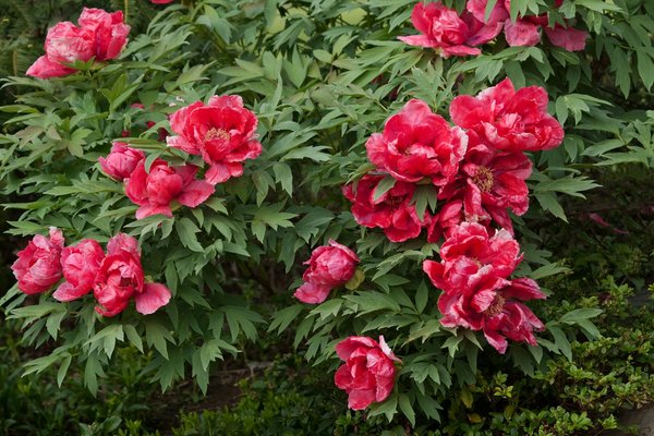 Sécateurs : top modèles à choisir pour vos projets de jardinage !